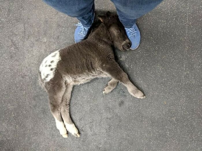 Folks Online Can’t Get Enough Of These 41 Pics Capturing The Cutest And Funniest Animals Ever