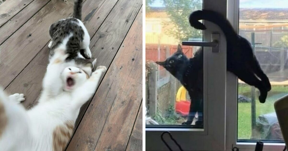 Here Are 34 Cats Being Cats In The Funniest Way Possible, As Seen Online