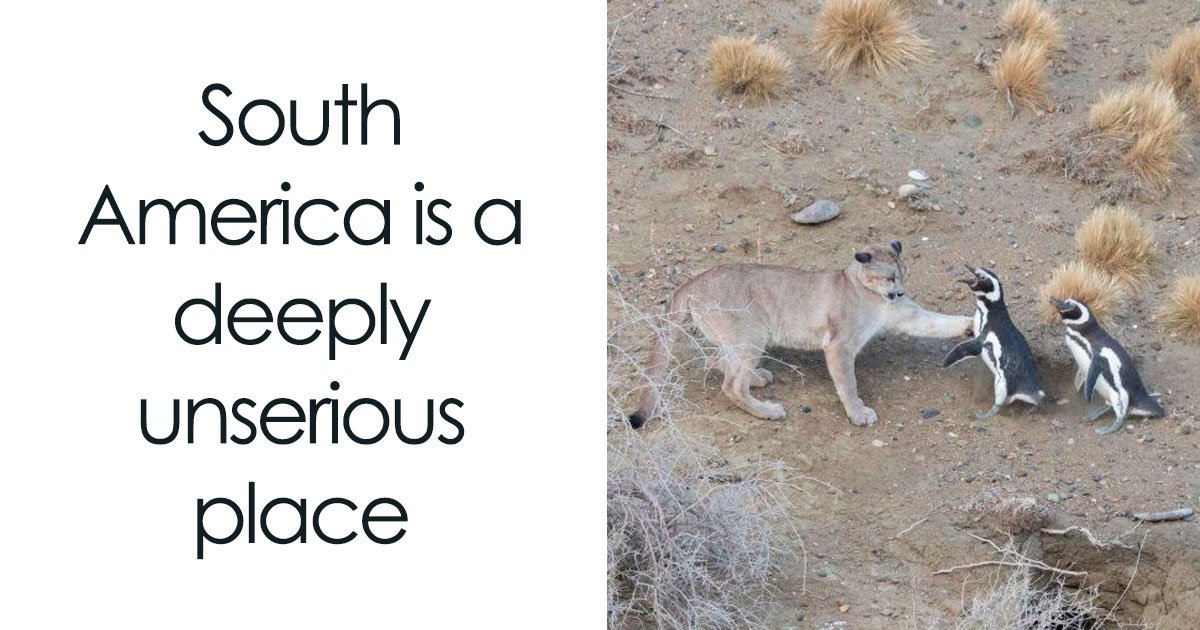40 Random Tweets That Have No Business Being So Funny