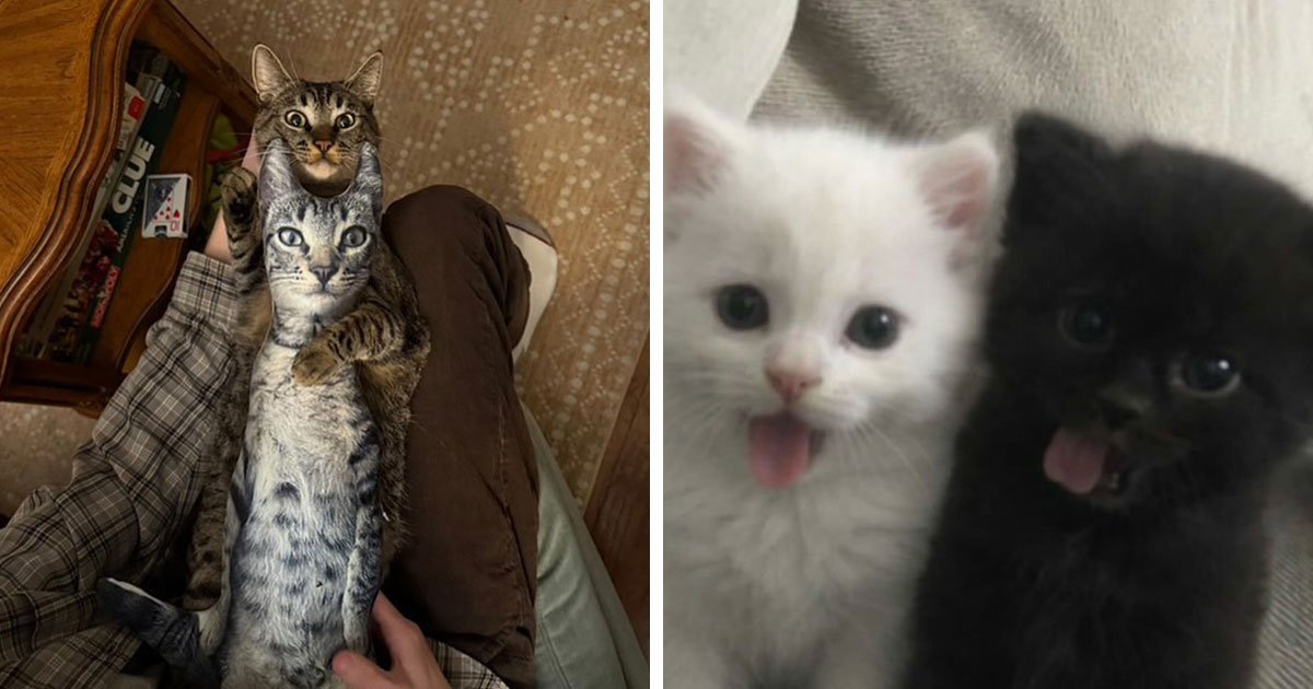 This Instagram Page Is All About Cats With Attitude, And Here Are 65 Of The Best Pics