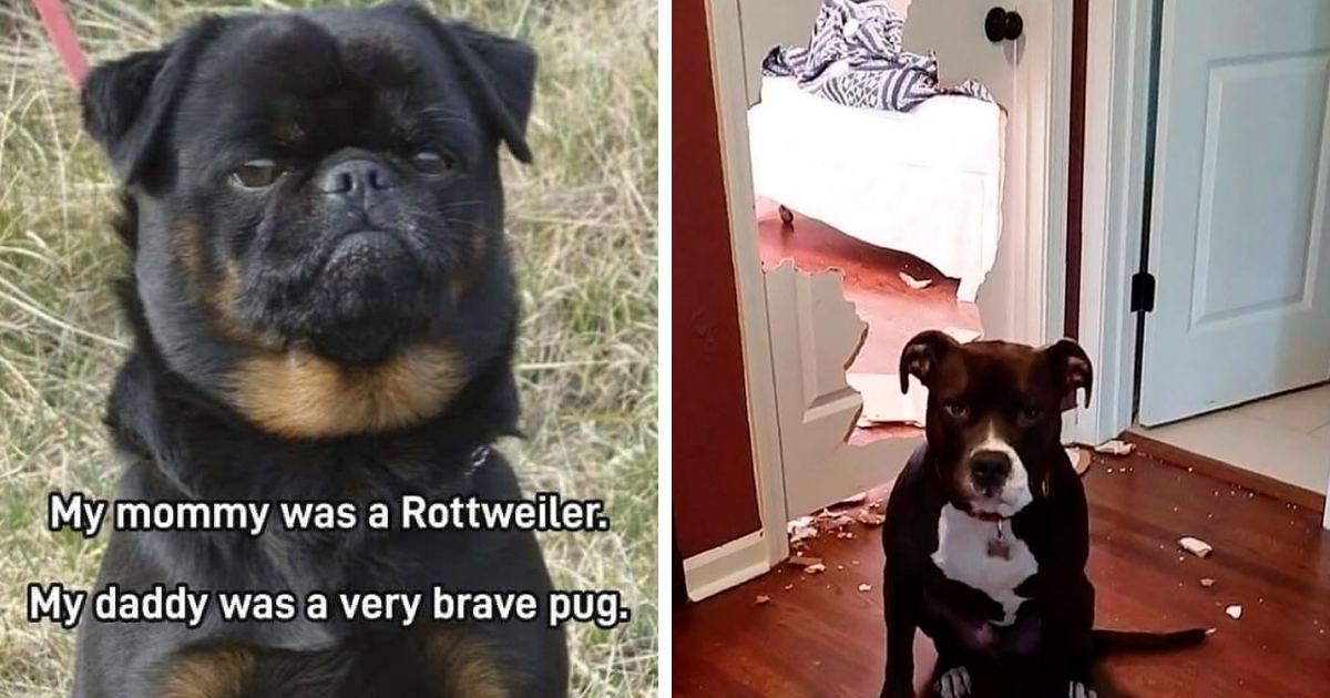 49 Soul-Healing Dog Memes That Are Cute And Funny At The Same Time