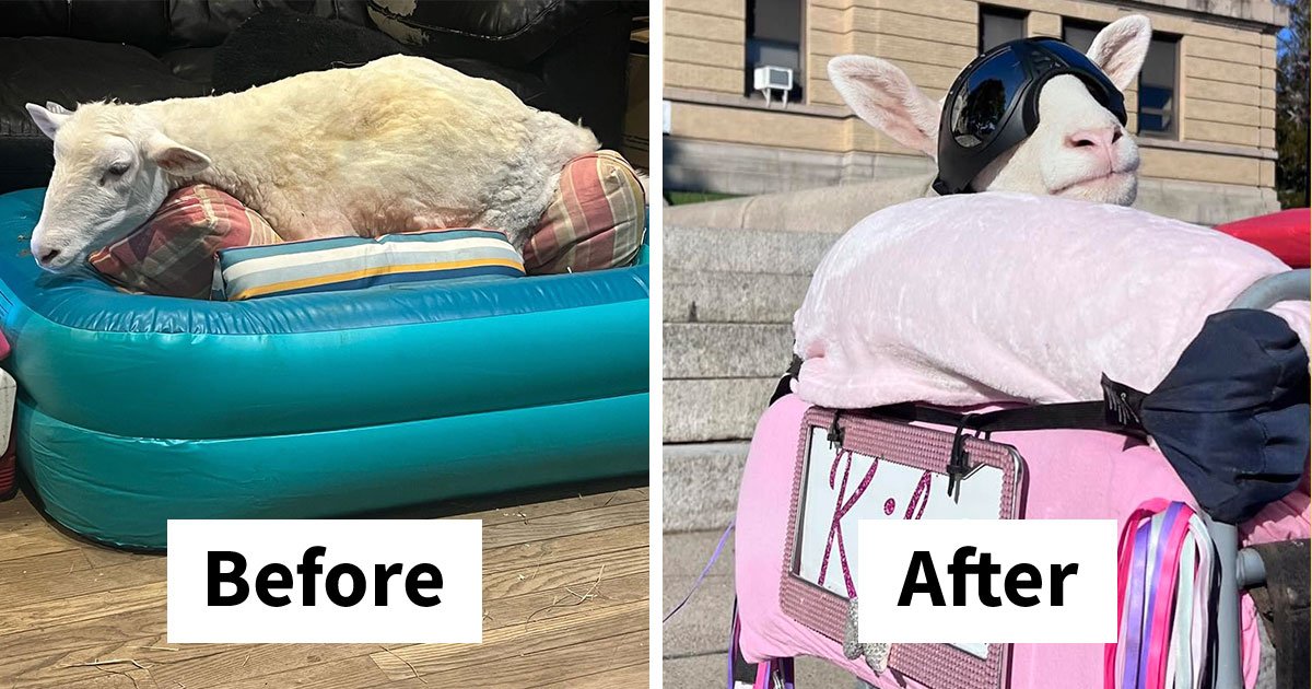 This Sheep Can’t Walk, But She Can Drive Thanks To A Sanctuary’s Electric Wheelchair Creation (28 Pics)