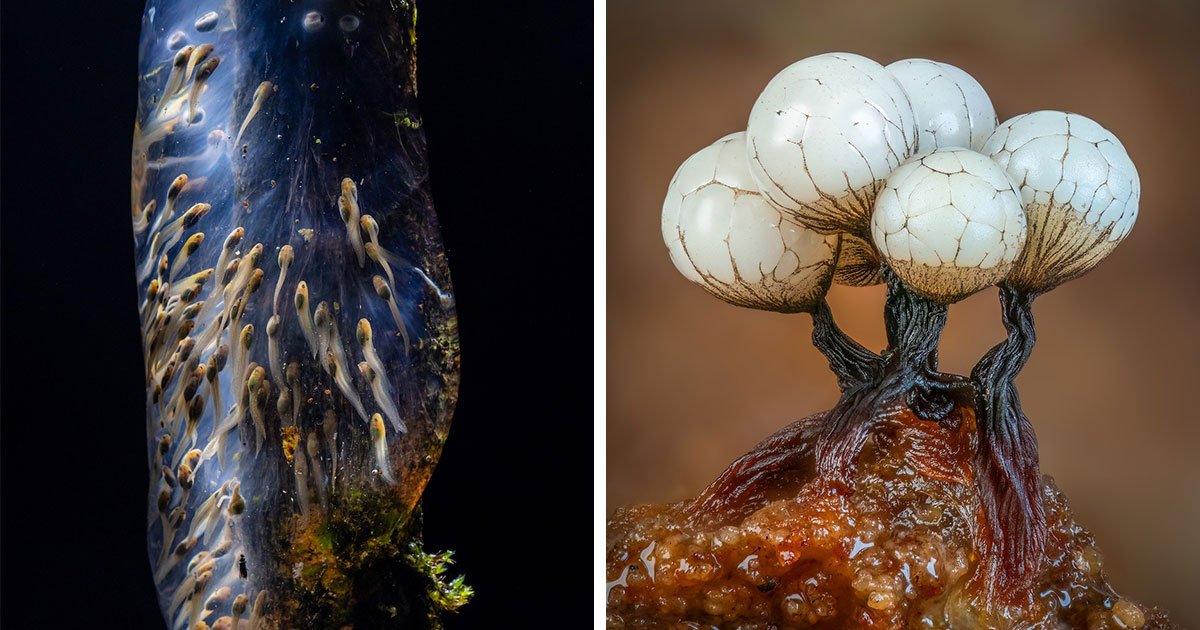 Close-Up Photographer Of The Year Reveals 33 Stunning Winning Images