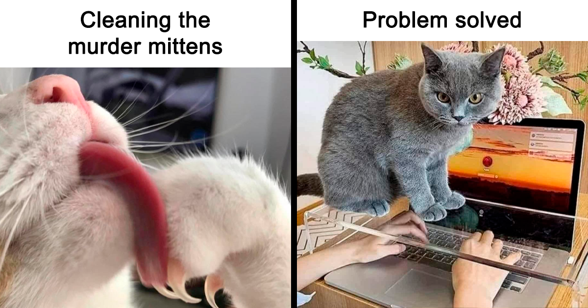 48 Hilarious Cat Memes That Capture Feline Attitude Perfectly, Courtesy Of This FB Page (New Pics)