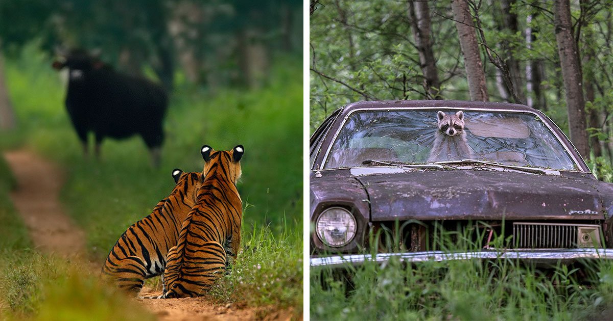 50 Powerful Images Celebrating Wildlife From This Photo Contest